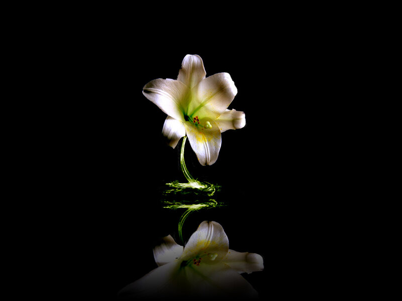 white lily with reflection