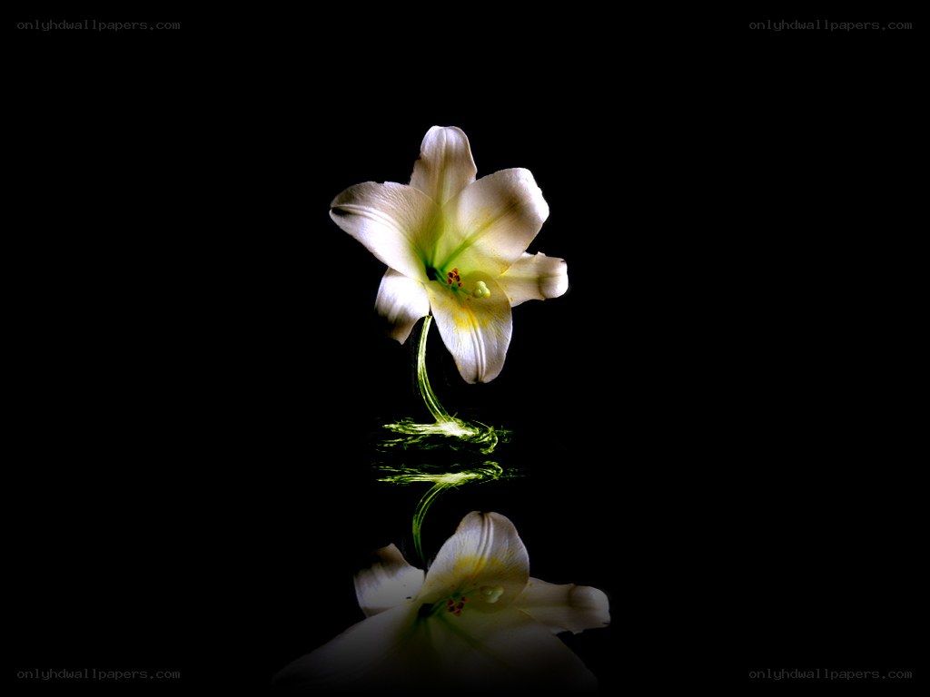 white lily with reflection