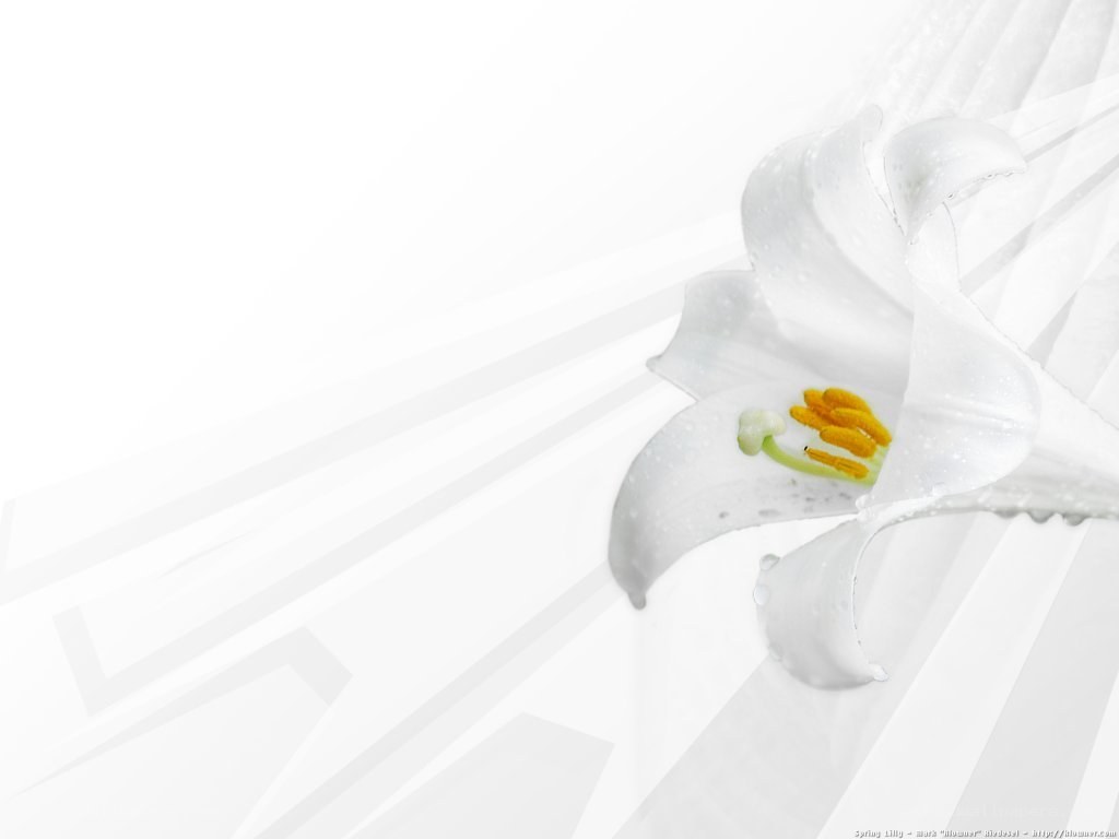 White lily with water droplets