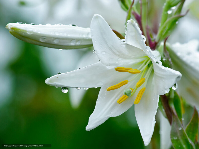 White lily with water droplets