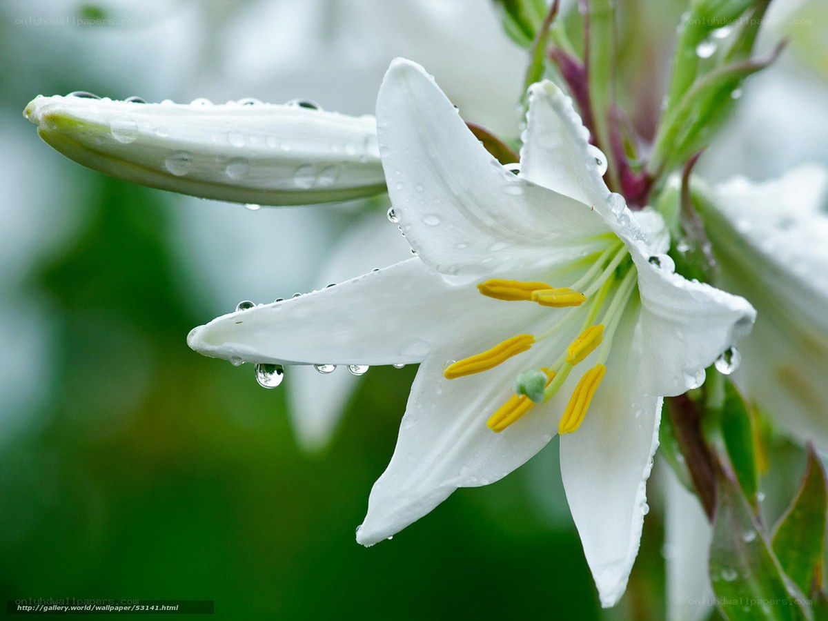 White lily with water droplets