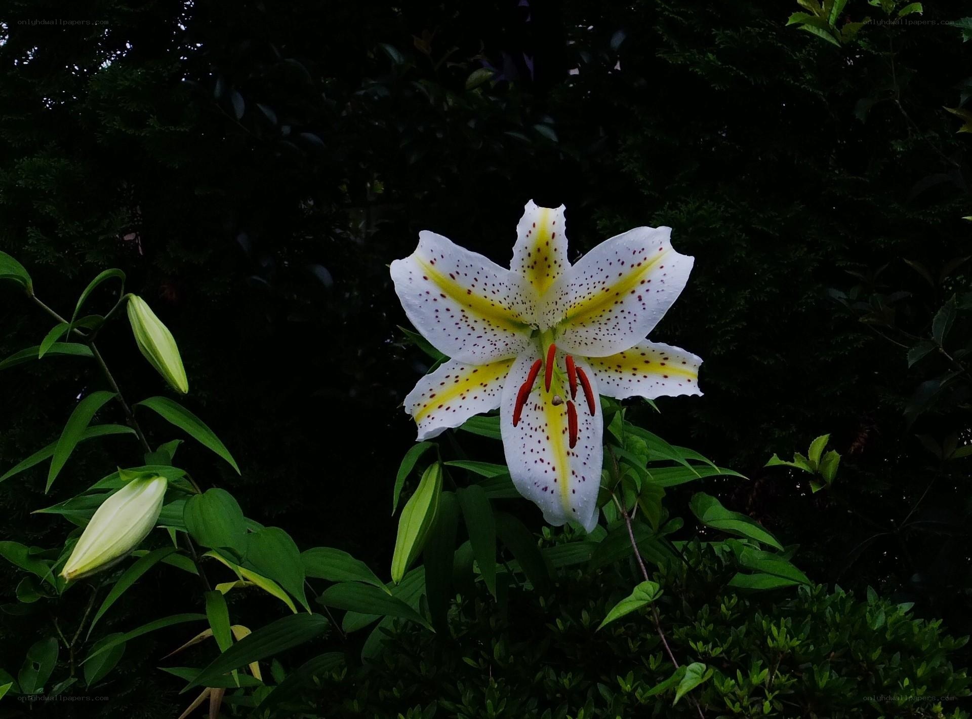 White lily with yellow spots