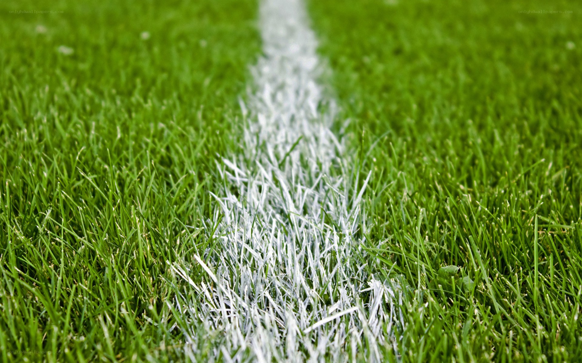 white line on green grass