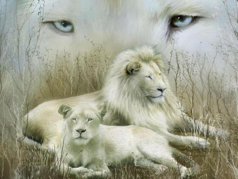 White Lion and Cub — Serene, Digital Art