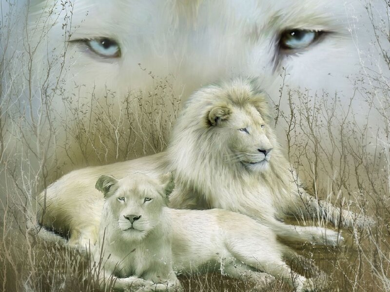 White Lion and Cub — Serene