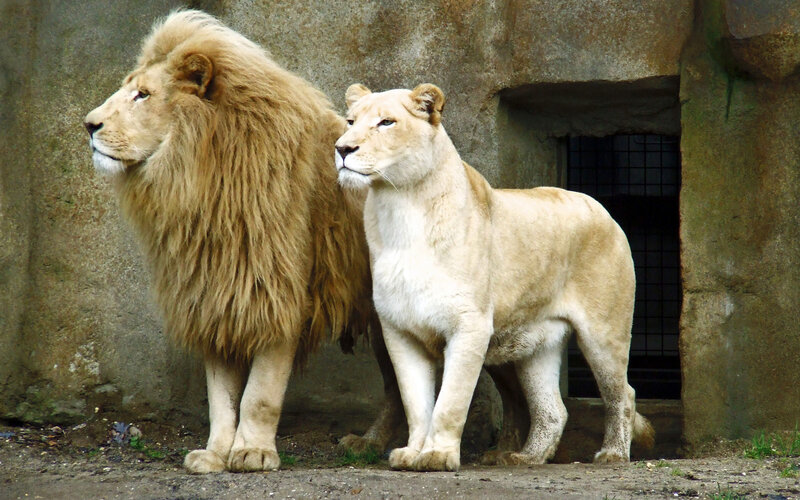 White Lion and Lioness — Beige