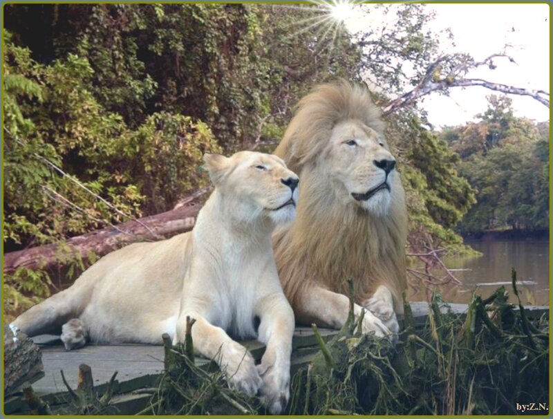 White Lion and Lioness — Brown