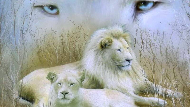 White Lion and Lioness