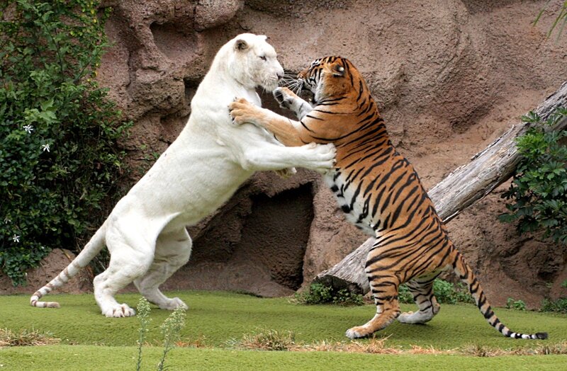 White Lion and Tiger — Dramatic