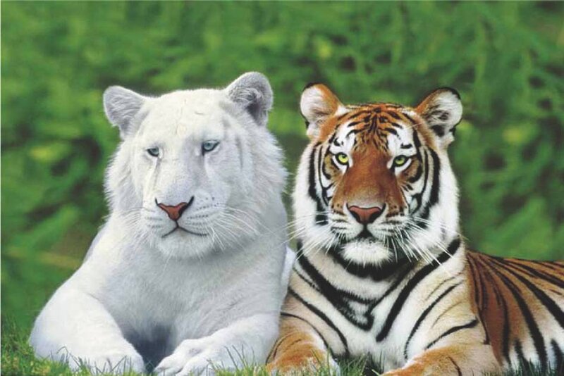 White Lion and Tiger