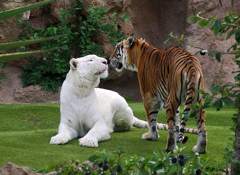 White lion and tiger together
