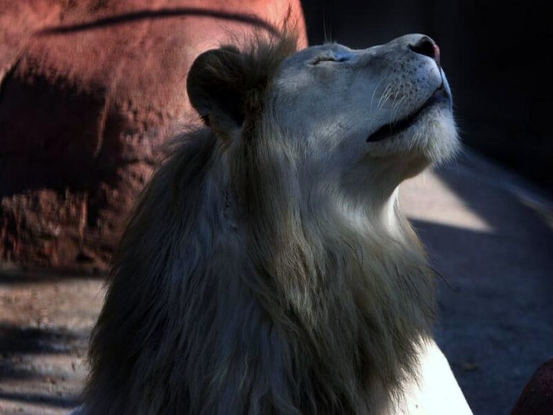 white lion basking in sunlight