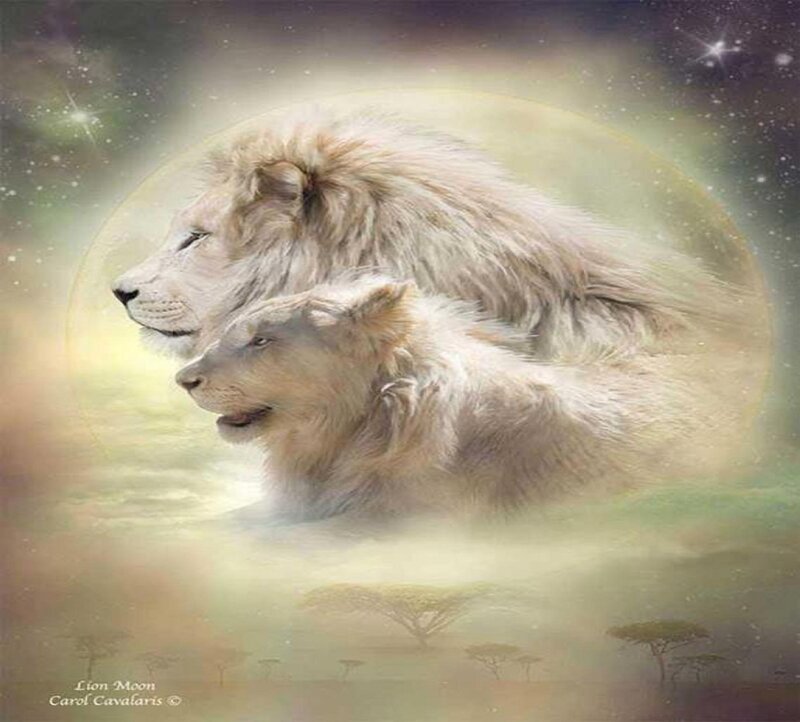 White Lion Couple