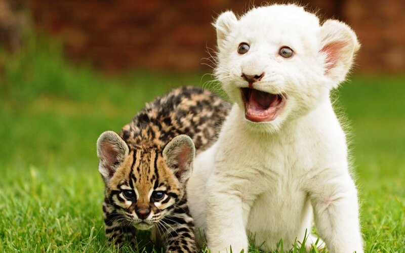 White Lion Cub and Ocelot — Green, Playful