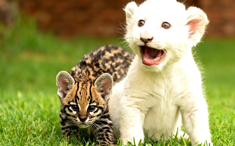 White Lion Cub and Ocelot