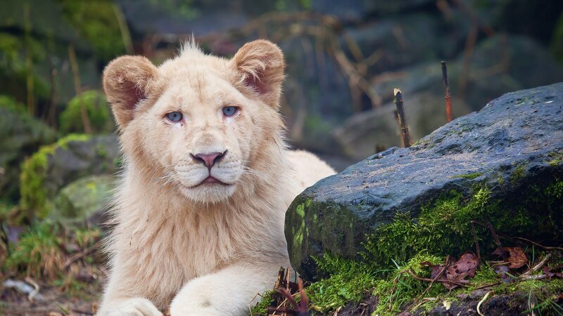 White Lion Cub — Beige, Calm, Photograph, Rock