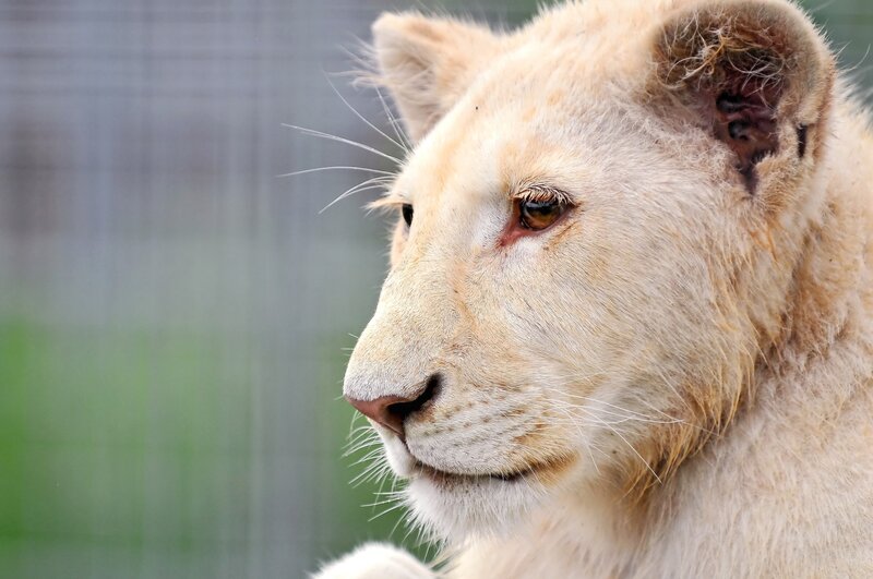 White Lion Cub — Beige, Calm, Photograph