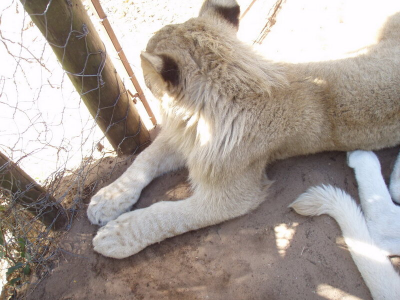White Lion Cub — Beige, Calm