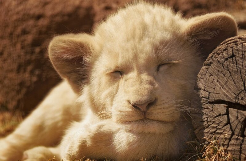 White Lion Cub — Beige, Peaceful