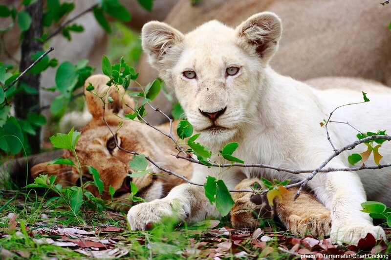 White Lion Cub — Calm, Afternoon, Photograph