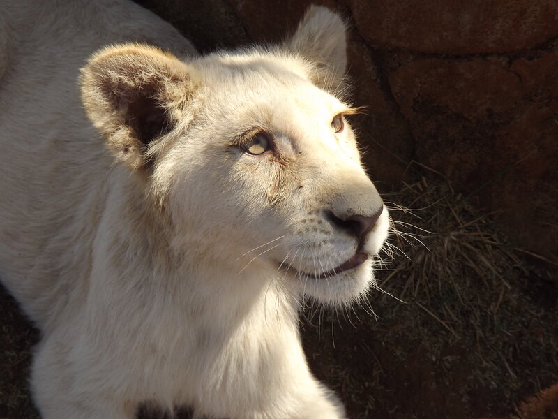 White Lion Cub — Calm, Afternoon