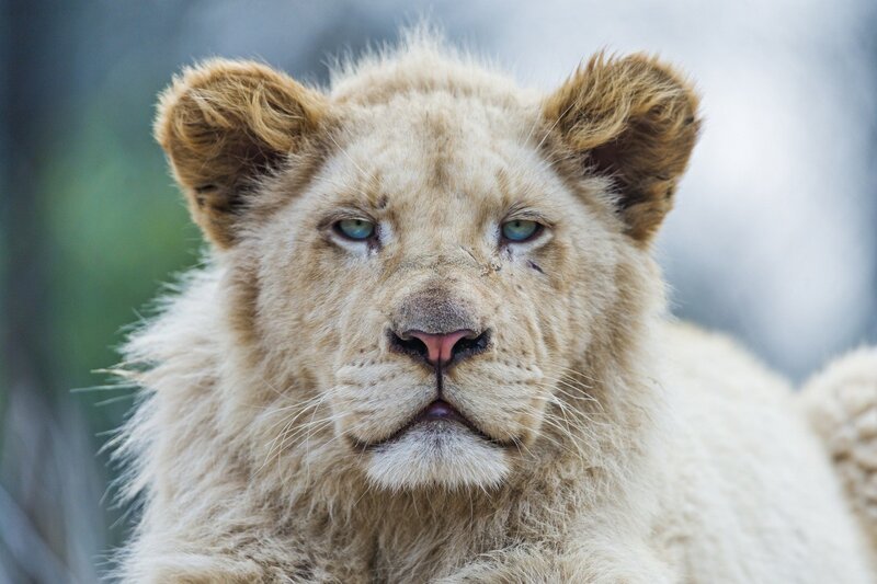 White Lion Cub — Calm, Photograph, Eyes, Ears