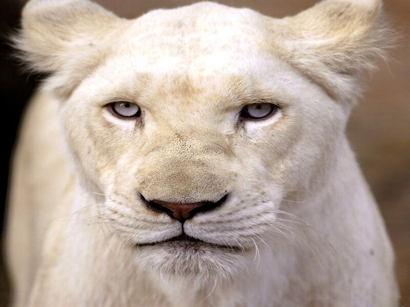 White Lion Cub — Calm, Photograph, Eyes