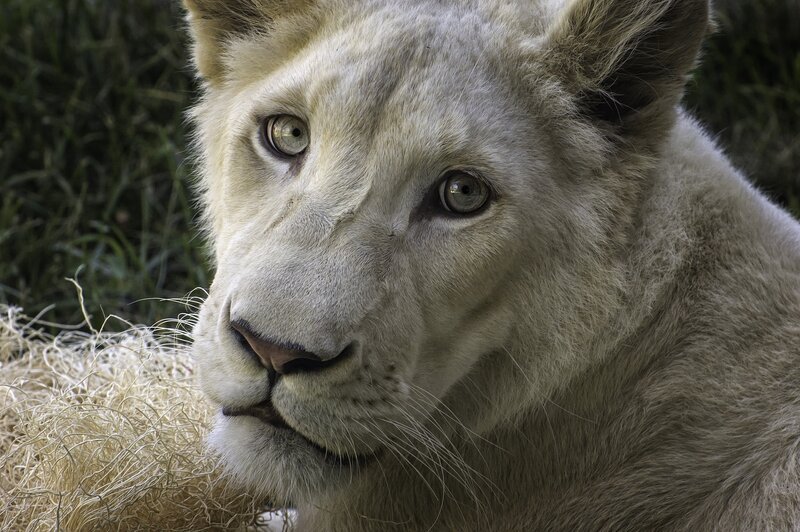 White Lion Cub — Calm, Photograph, Grass