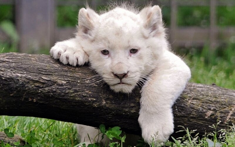 White Lion Cub — Calm, Photograph, Log