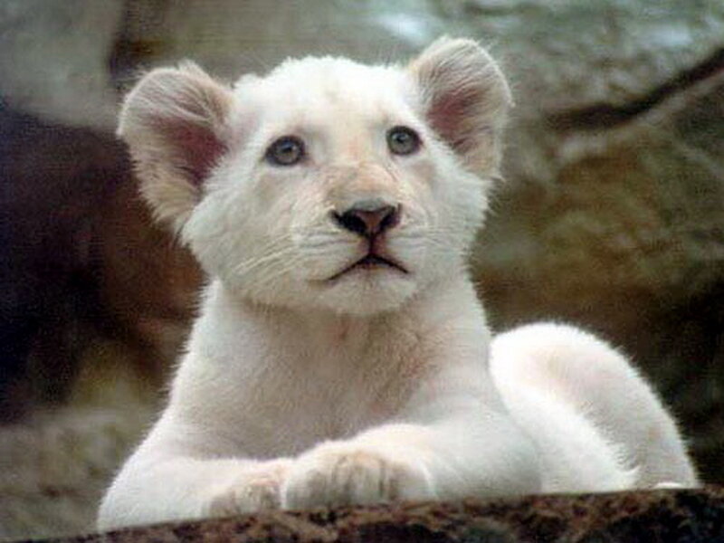 White Lion Cub — Calm, Photograph, Rock