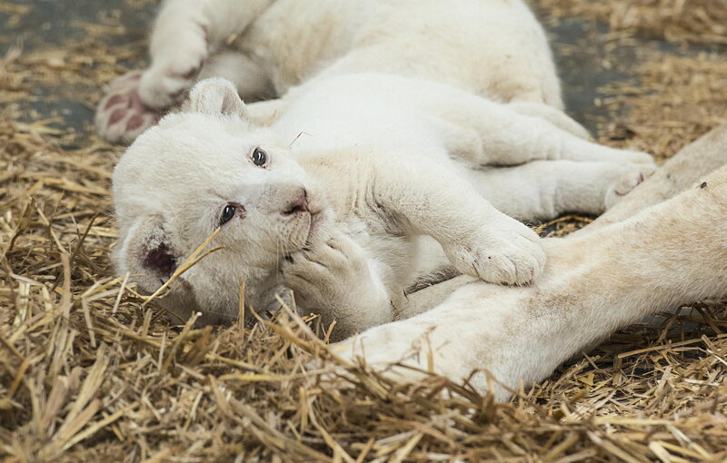 White Lion Cub — Calm, Photograph, Straw
