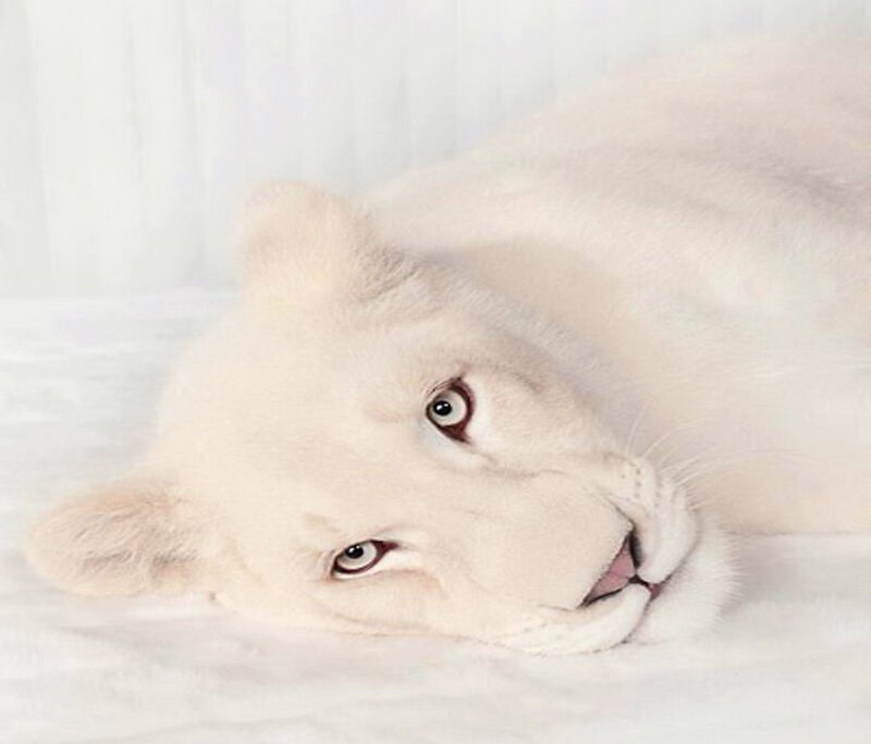White Lion Cub — Calm, Photograph, Whitewall
