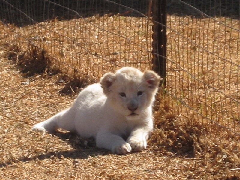 White Lion Cub — Calm