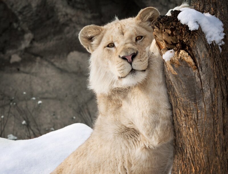 White Lion Cub — Calm, Winter