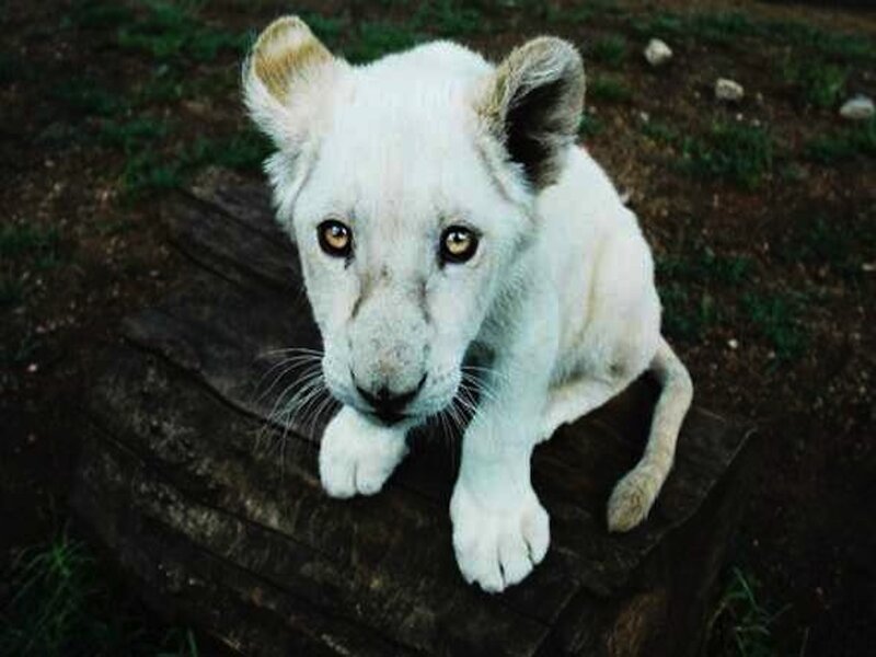 White Lion Cub — Curious