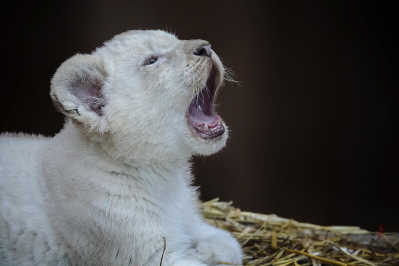 White Lion Cub — Dramatic, Photograph