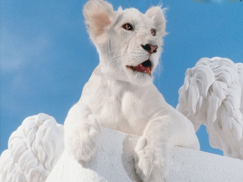 White Lion Cub — Dramatic