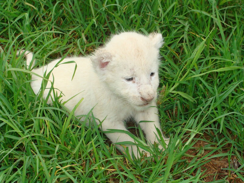 White Lion Cub — Green, Calm, Afternoon