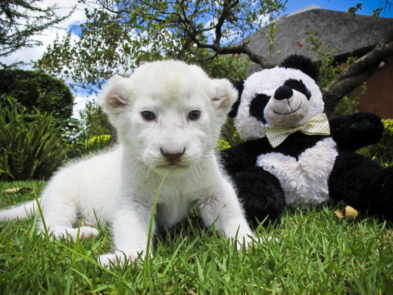 White Lion Cub — Green, Calm