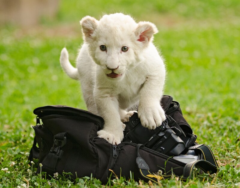 White Lion Cub — Green, Playful