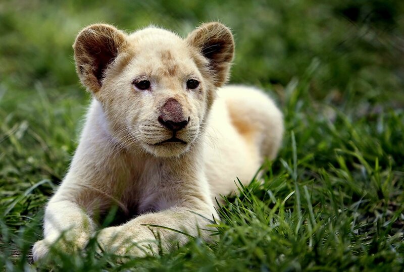White Lion Cub — Green