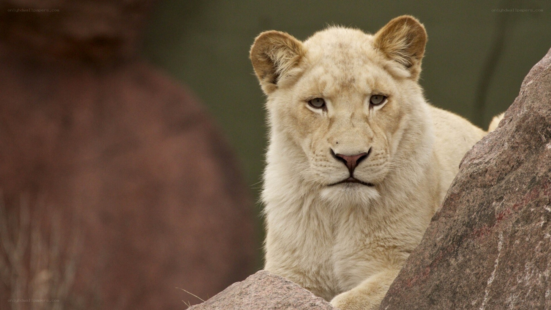 white lion cub on a rock