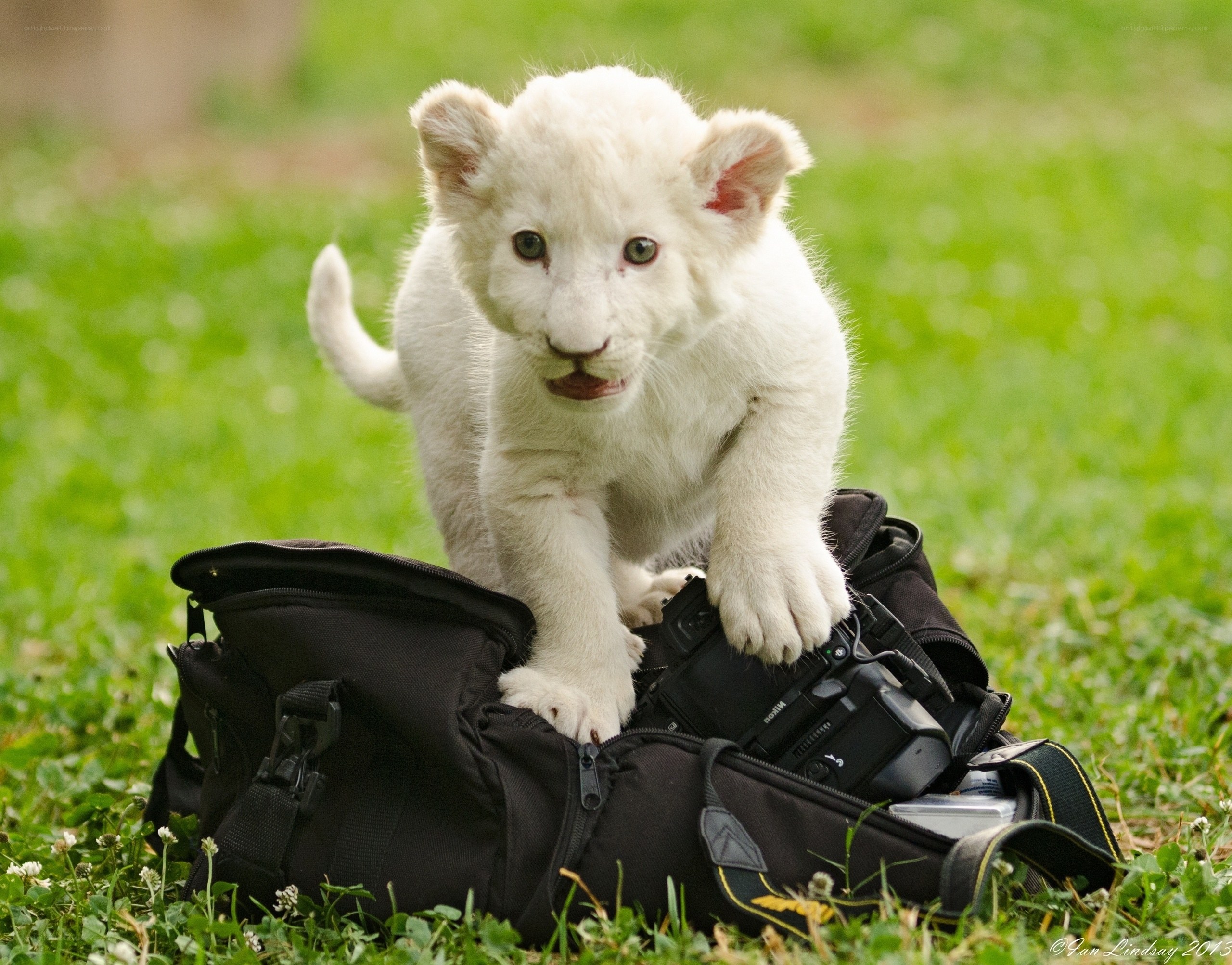 White lion cub on camera bag