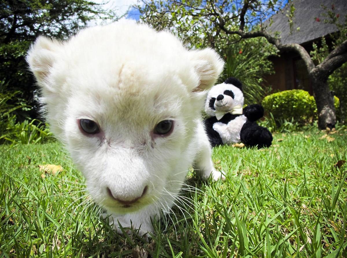 White lion cub on grass