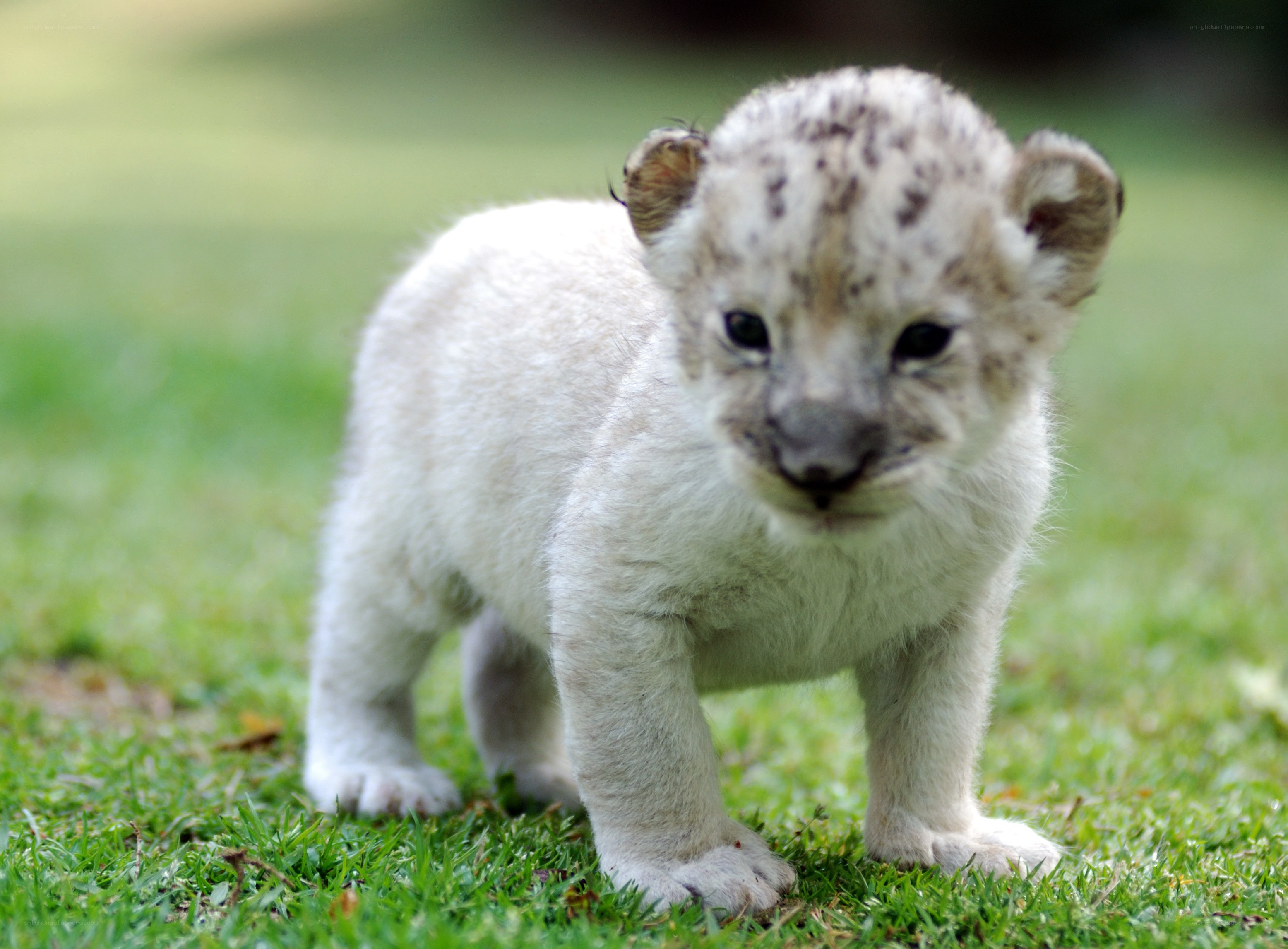 white lion cub on grass