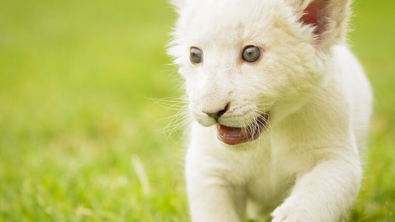White Lion Cub — Playful, Afternoon, Photograph
