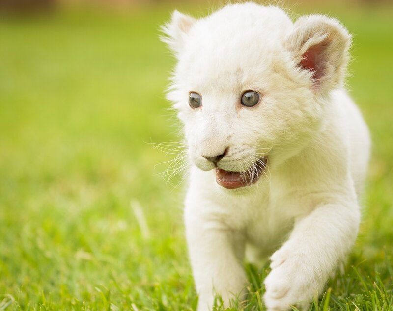 White Lion Cub — Playful, Afternoon