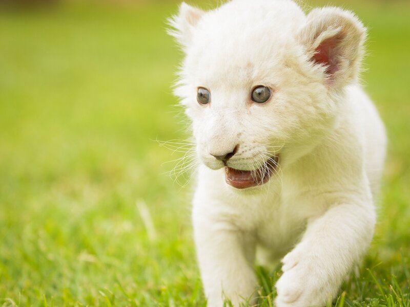 White Lion Cub — Playful