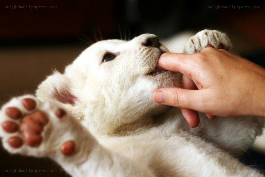 White lion cub playing with hand