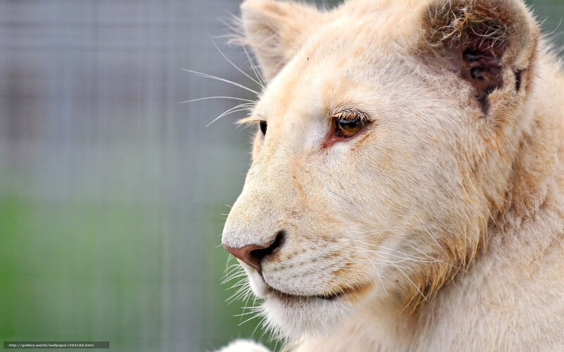white lion cub portrait